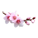 цветок миндаля