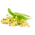 экстракт липы